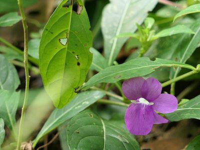 Barleria prattensis, photographed by Dinesh Valke