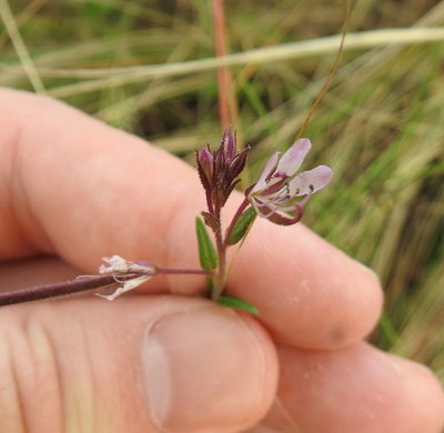 Cleome monophylla, photographed by Matthew Fainman