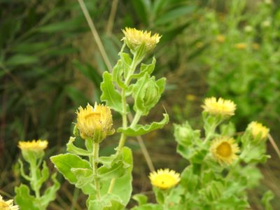 Helichrysum setosum, photographed by Matthew Fainman