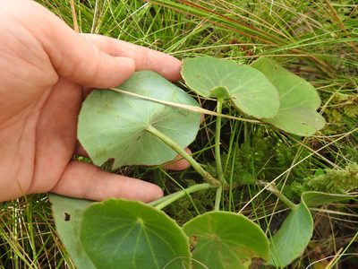 Senecio oxyriifolius, photographed by Matthew Fainman