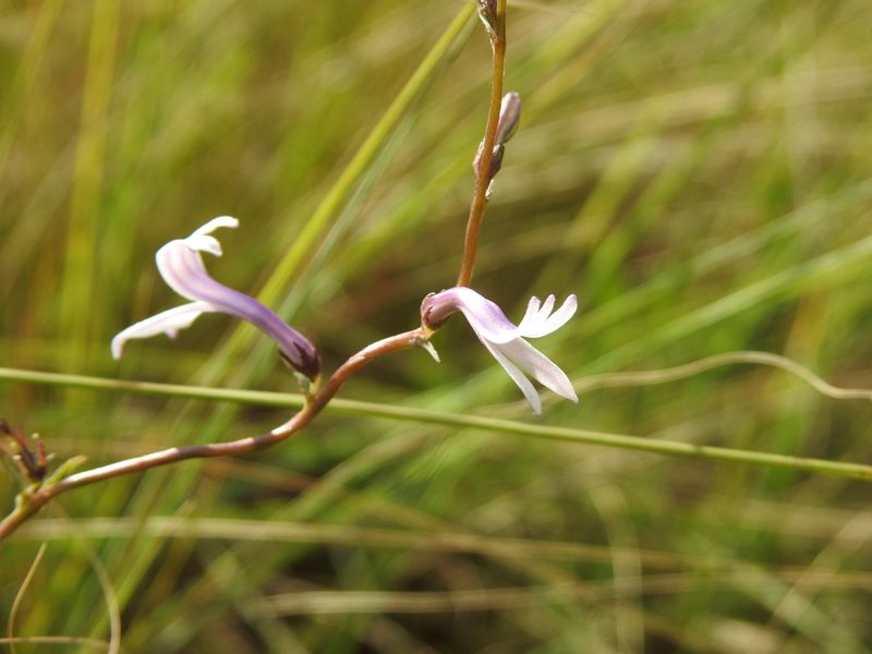 Cyphia stenopetala, photographed by Matthew Fainman