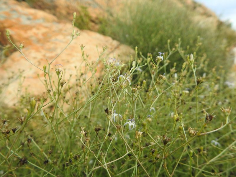 Wahlenbergia magaliesbergensis, photographed by Matthew Fainman