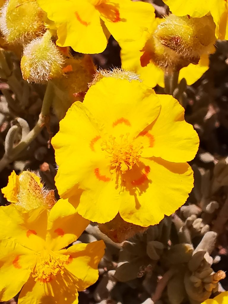 Helianthemum caput-felis, photographed by Nikolayevich Cannon
