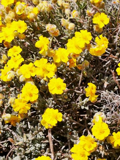 Helianthemum caput-felis, photographed by Nikolayevich Cannon