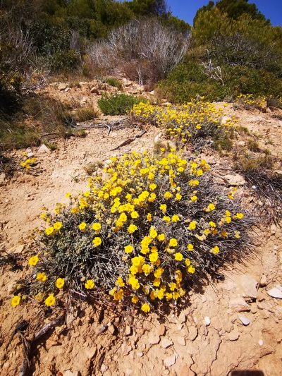 Helianthemum caput-felis, photographed by Nikolayevich Cannon