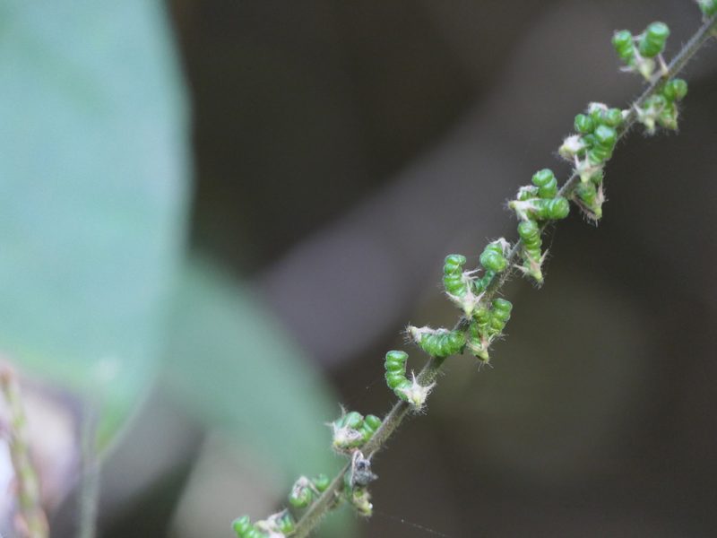 Uraria rufescens, photographed by Dinesh Valke