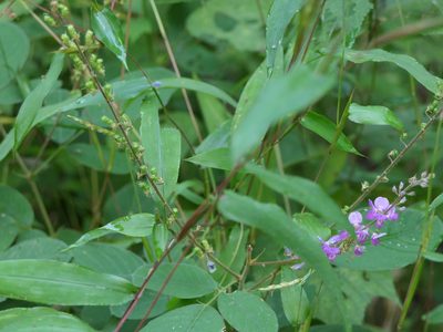 Uraria rufescens, photographed by Dinesh Valke