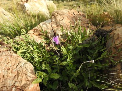 Hilliardiella sutherlandii, photographed by Matthew Fainman