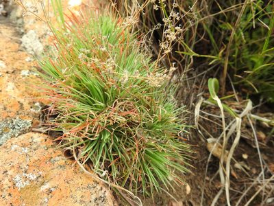 Psammotropha myriantha, photographed by Matthew Fainman
