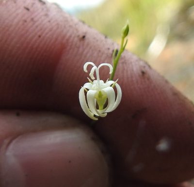 Wahlenbergia magaliesbergensis, photographed by Matthew Fainman