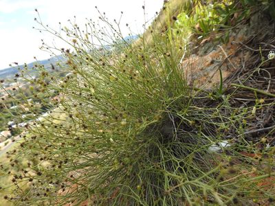 Wahlenbergia magaliesbergensis, photographed by Matthew Fainman
