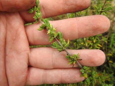 Anthospermum hispidulum, photographed by Matthew Fainman