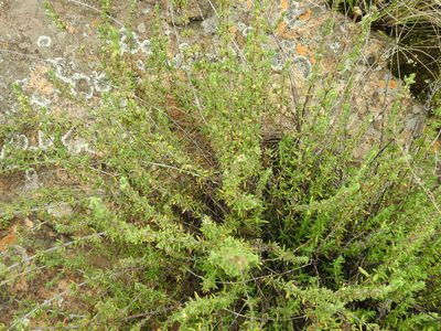 Anthospermum hispidulum, photographed by Matthew Fainman