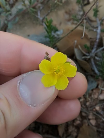 Fumana scoparia, photographed by Karim Haddad
