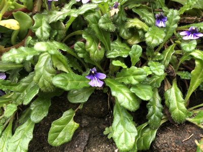 Ajuga pygmaea, photographed by 黃美滿