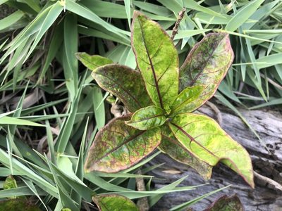 Parsonsia alboflavescens, photographed by 黃美滿