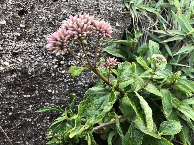 Eupatorium luchuense, photographed by 黃美滿