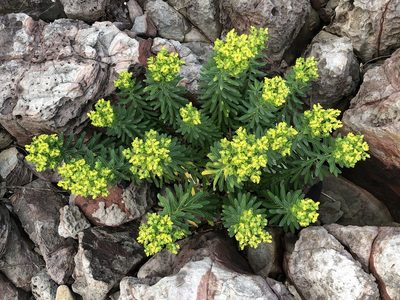 Euphorbia jolkinii, photographed by 黃美滿