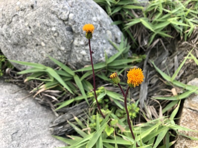 Gynura formosana, photographed by 黃美滿