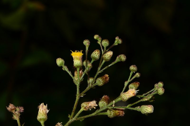 Blumea paniculata, photographed by S.MORE