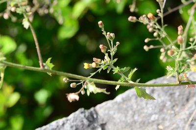 Blumea paniculata, photographed by S.MORE