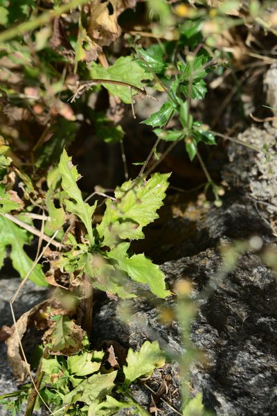 Blumea paniculata, photographed by S.MORE
