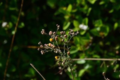 Blumea paniculata, photographed by S.MORE