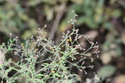Blumea paniculata, photographed by S.MORE