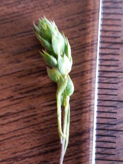 Lepidium acutidens, photographed by D Defreese