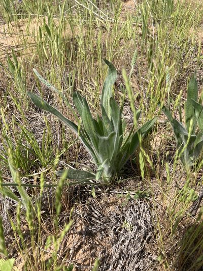 Plantago hookeriana, photographed by Robert Creech