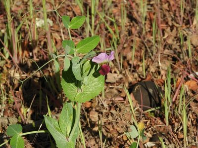 Lathyrus oleraceus, photographed by Mary K. Hanson