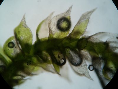 Homomallium adnatum, photographed by Zihao Wang