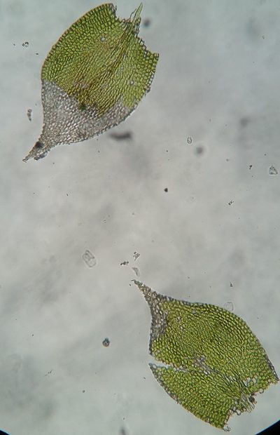 Homomallium adnatum, photographed by Zihao Wang