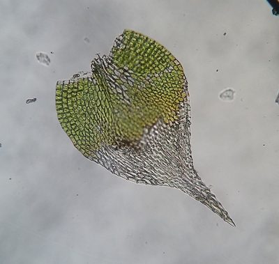 Homomallium adnatum, photographed by Zihao Wang