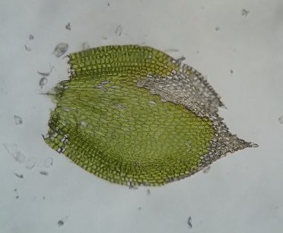 Homomallium adnatum, photographed by Zihao Wang