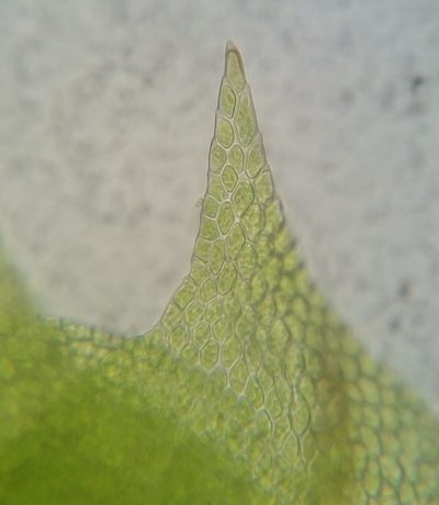 Homomallium adnatum, photographed by Zihao Wang