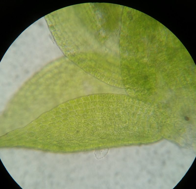 Homomallium adnatum, photographed by Zihao Wang
