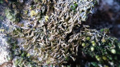Homomallium adnatum, photographed by Zihao Wang