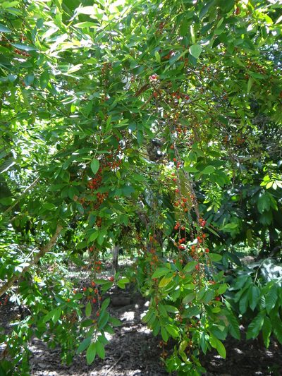 Erythroxylum coca, photographed by Vincent A. Vos
