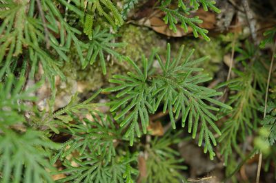 Selaginella stauntoniana, photographed by Cheng-Tao Lin