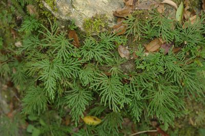 Selaginella stauntoniana, photographed by Cheng-Tao Lin