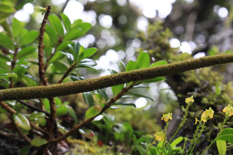 Peperomia adscendens, photographed by Jake Rehage