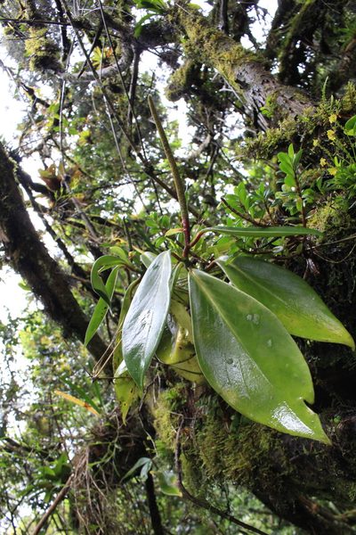 Peperomia adscendens, photographed by Jake Rehage