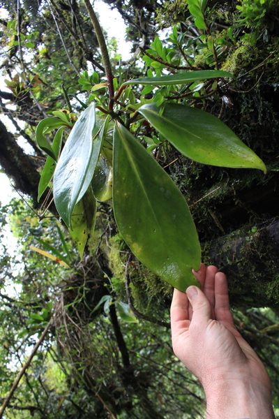 Peperomia adscendens, photographed by Jake Rehage