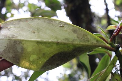 Peperomia adscendens, photographed by Jake Rehage