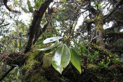 Peperomia adscendens, photographed by Jake Rehage
