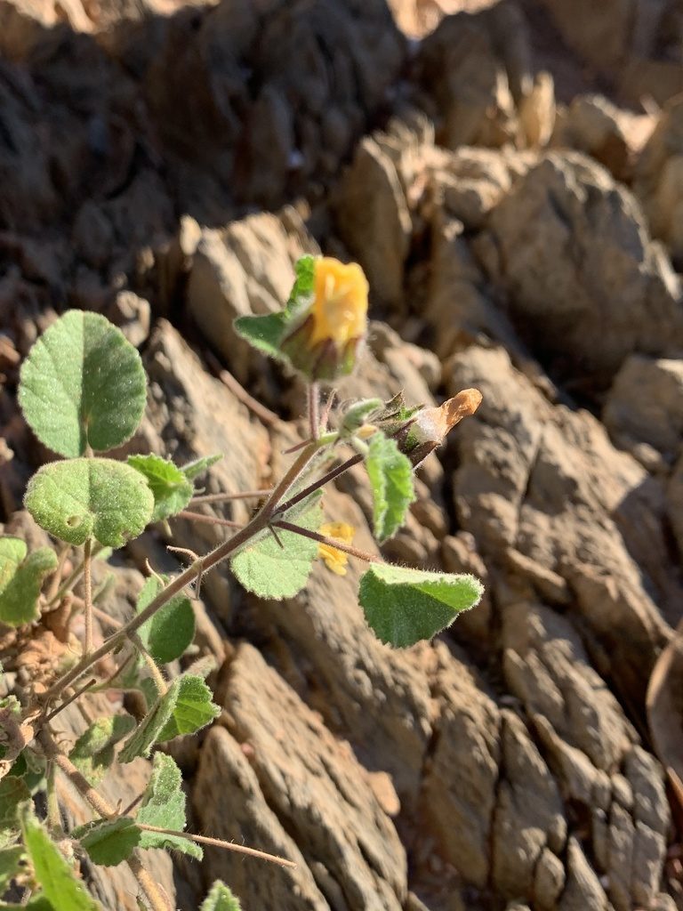 Abutilon fraseri, photographed by Guy Taseski