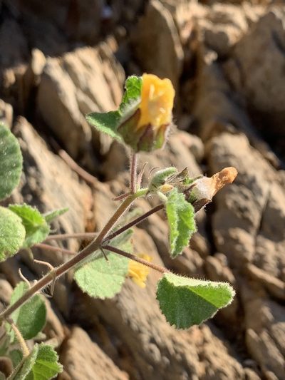 Abutilon fraseri, photographed by Guy Taseski