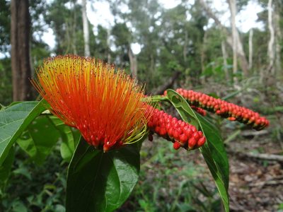 Combretum fruticosum, photographed by Vincent A. Vos