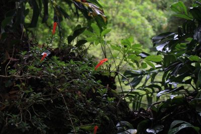 Columnea glabra, photographed by Jake Rehage